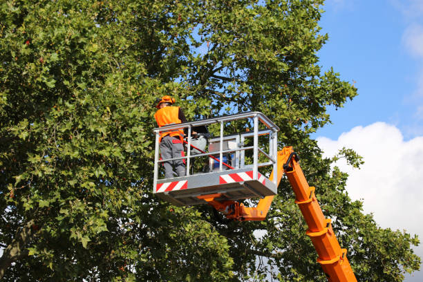 Best Tree Preservation Services  in Bethel Rk, PA